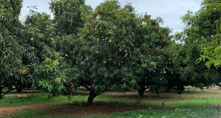 2 Acre Mango Farm